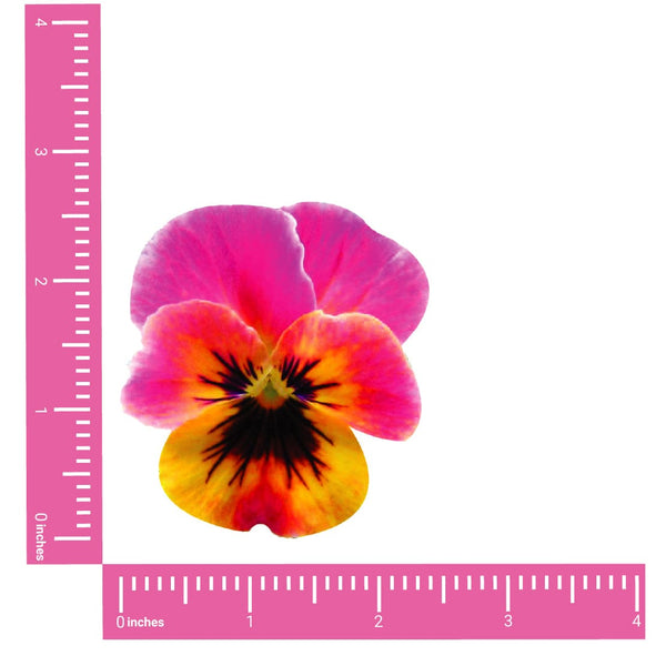 Flower Nipple Pasties, Pansy Stickers – NevaNude